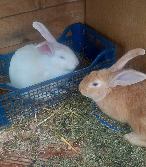 Iepuri Hycole Francez