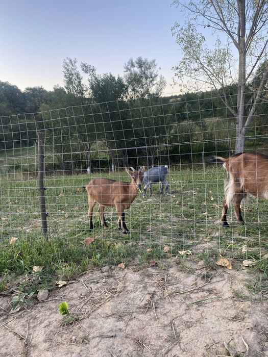Vând capre gestante