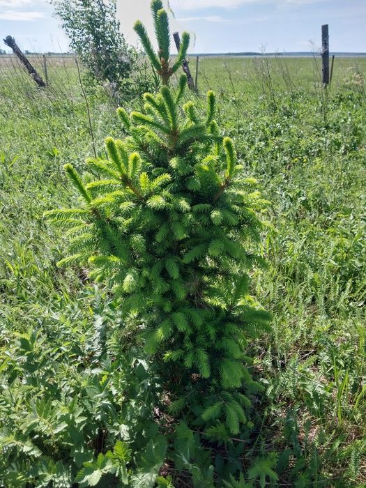 Есть в продаже Ель Сосна