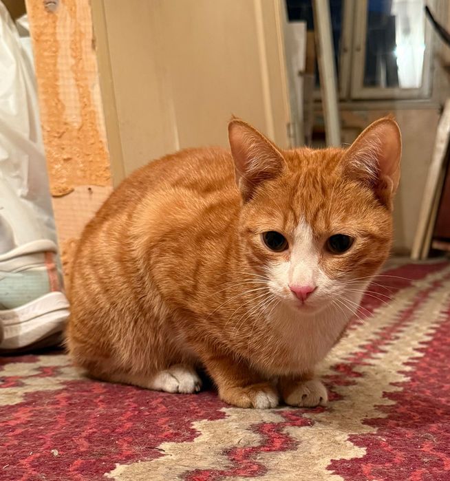 Кот мальчик рыжий