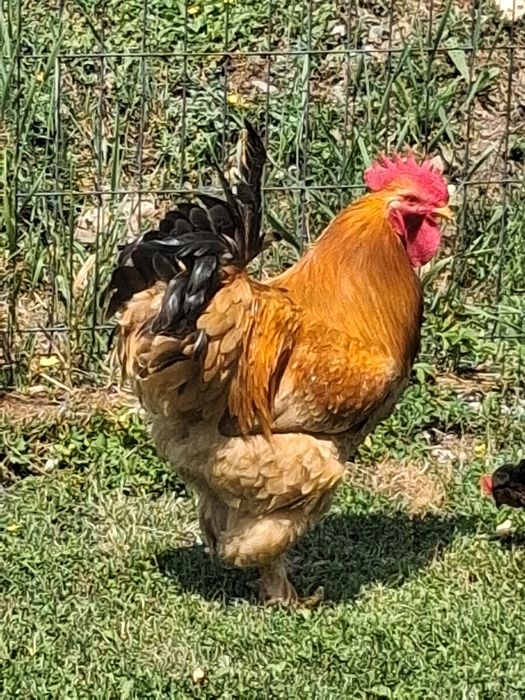 Vând cocoș de rasa