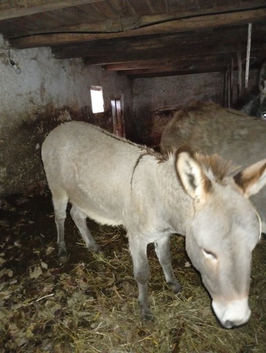 Vând  măgar de 2 ani