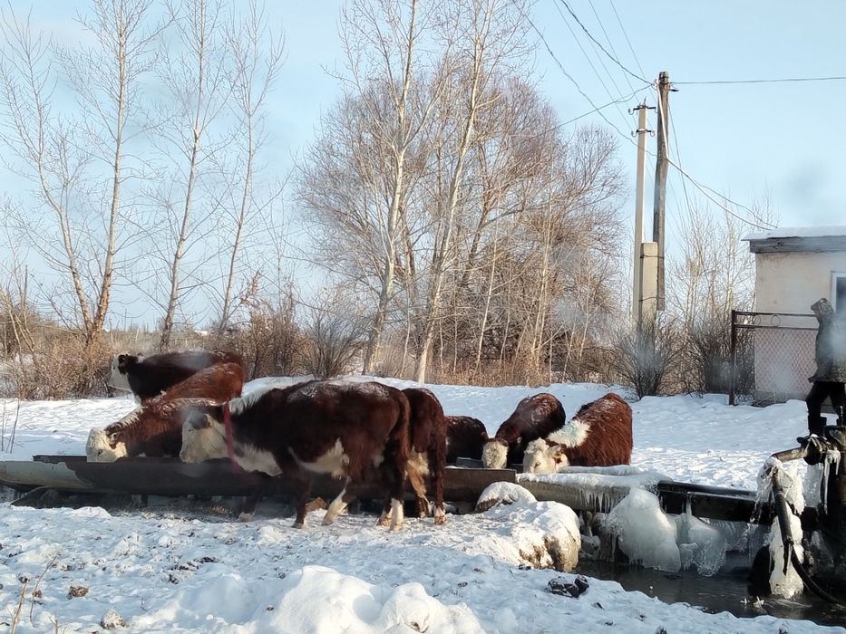 Телку ургашы таналар 25