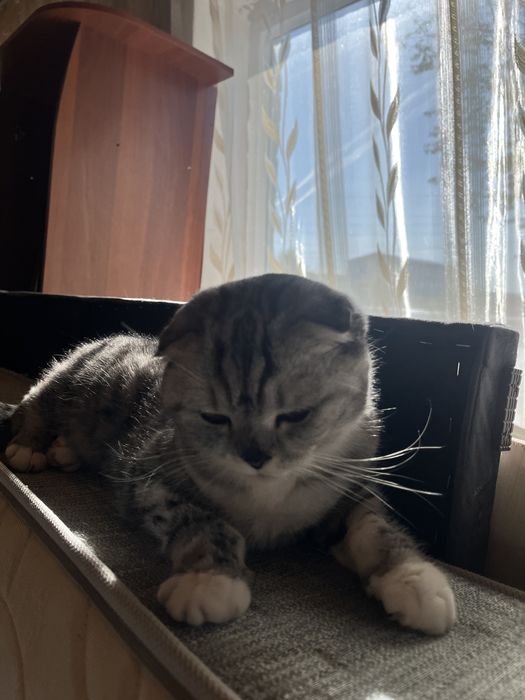 Продается кошка вислоухая