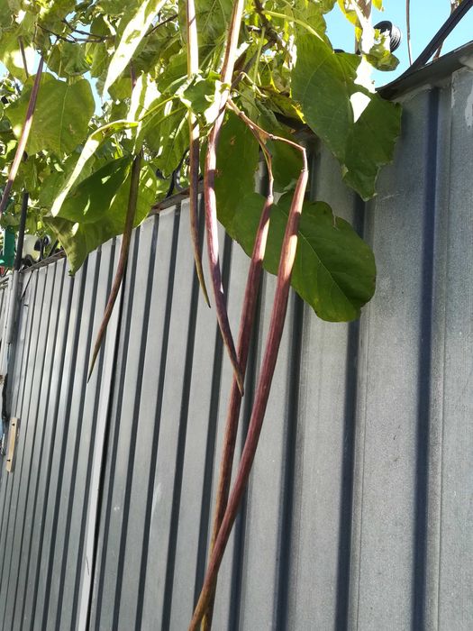 Семена  Катальпы, саженцы Дуба