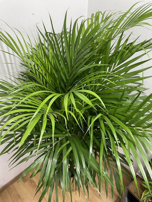Пальма Арека для дома и офиса