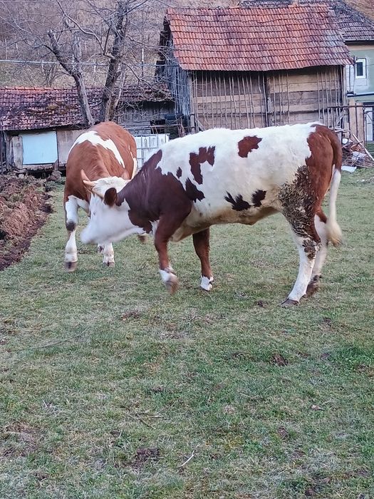 Vând vacă la prima fătare cu vițel de 6 săptămâni