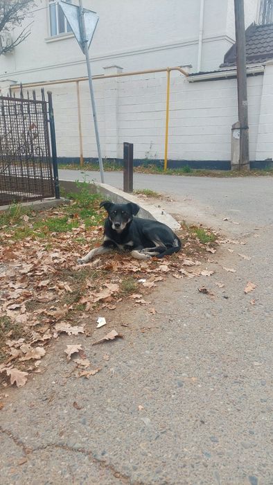 Собака (ит сатылады)