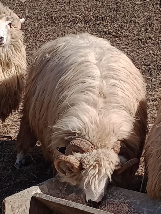 Vând berbec stramior