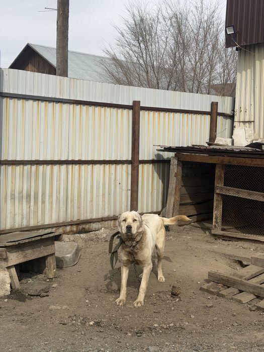 Собака алабай, алабай ит