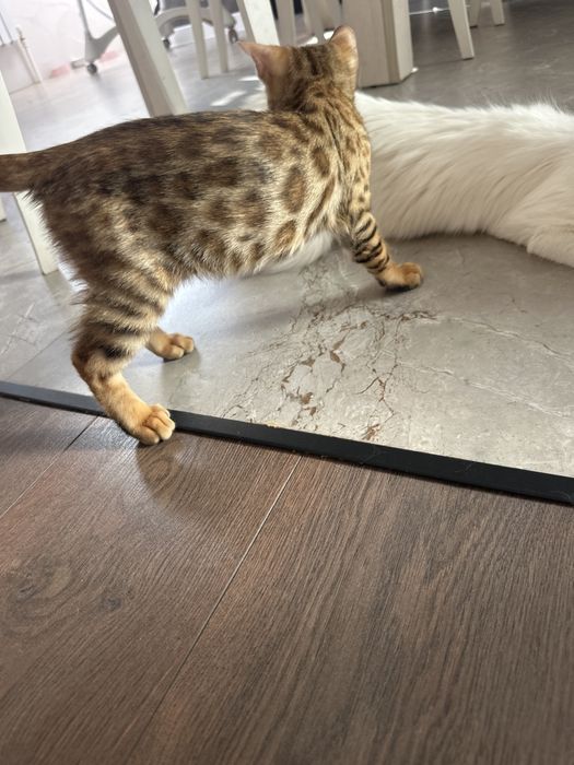 Продам котенка бенгальского
