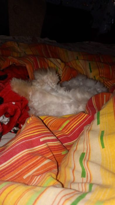 Cățel bichon maltez