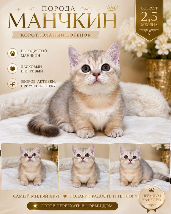 Продаю элитного котенка Манчкин