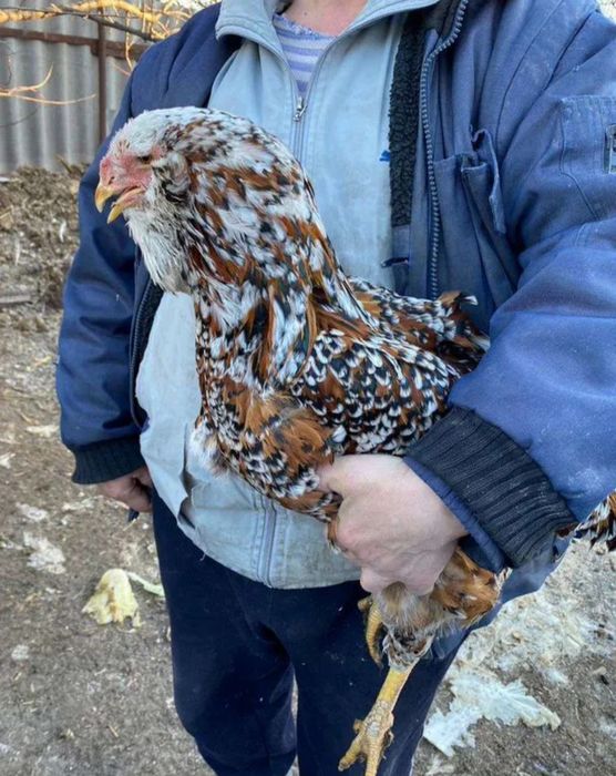 Орловский зотли товуклар тухумга заказ оламиз