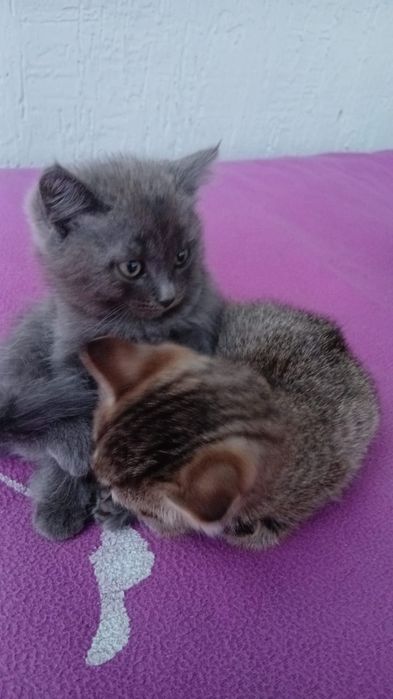 Отдам котят в хороший руки