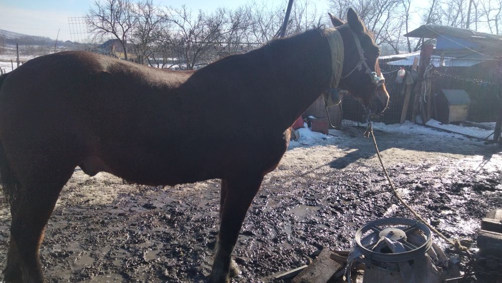 Vind cal castrat cuminte trage foarte bine curat la picioare ș