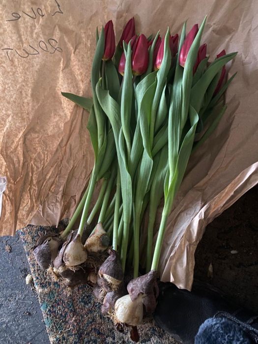 Тюлпаны тюлпаны