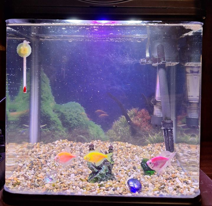 ПОДАРЯВАМ аквариум с рибки