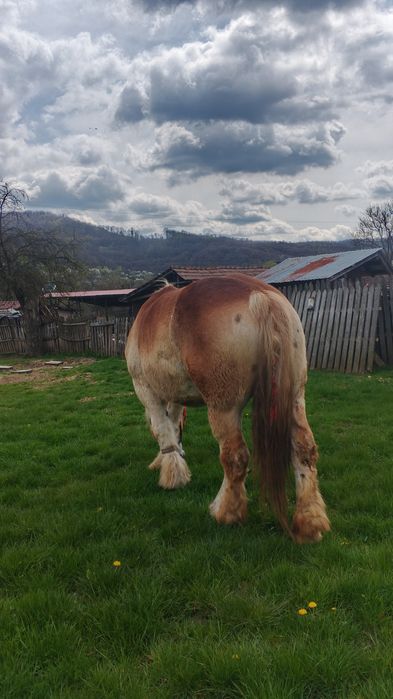 Vând iapa gestanta foarte mare
