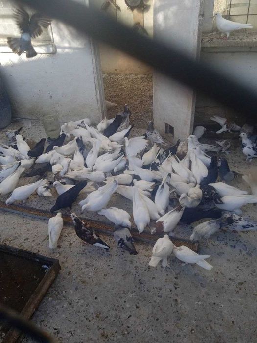 Имеются голуби на продажу разных расцветки