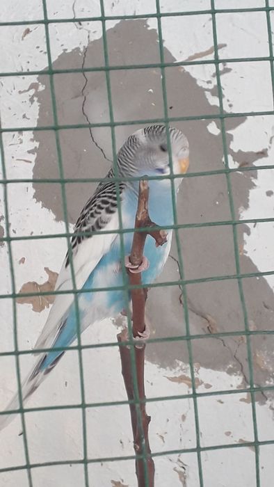 To'tiqush (turli ranglarda)