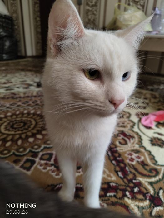 Turetskiy angora