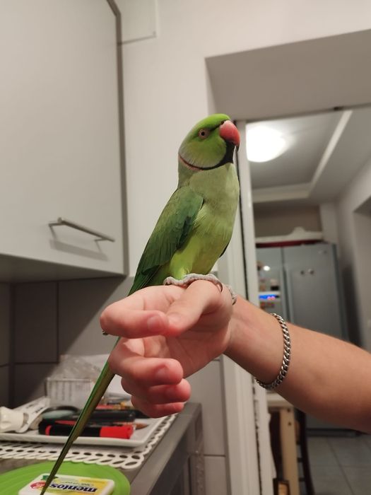 Papagal Micul Alexander