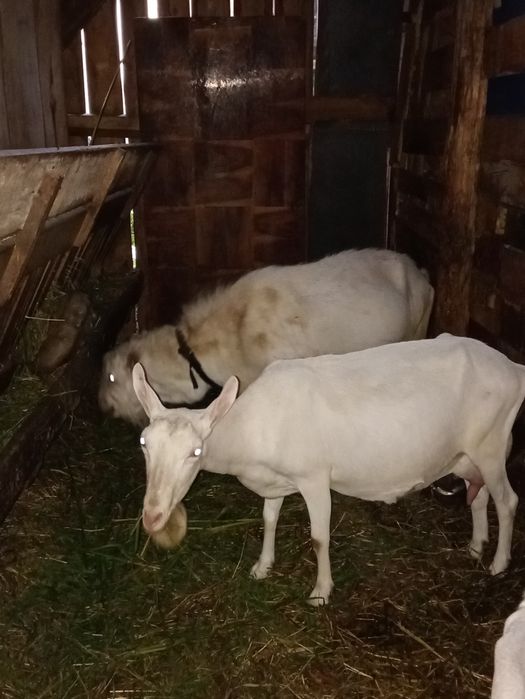 Țap Sannen rasă Olandeză