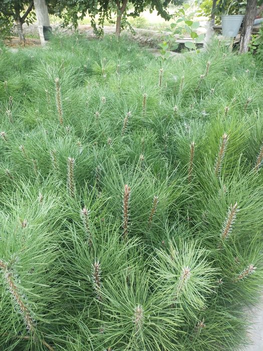 Арча сенса ва кочатлари бор