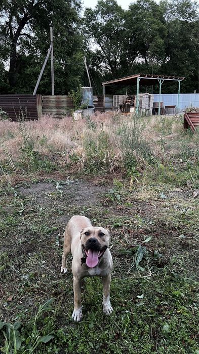 Американский стаффордширский терьер