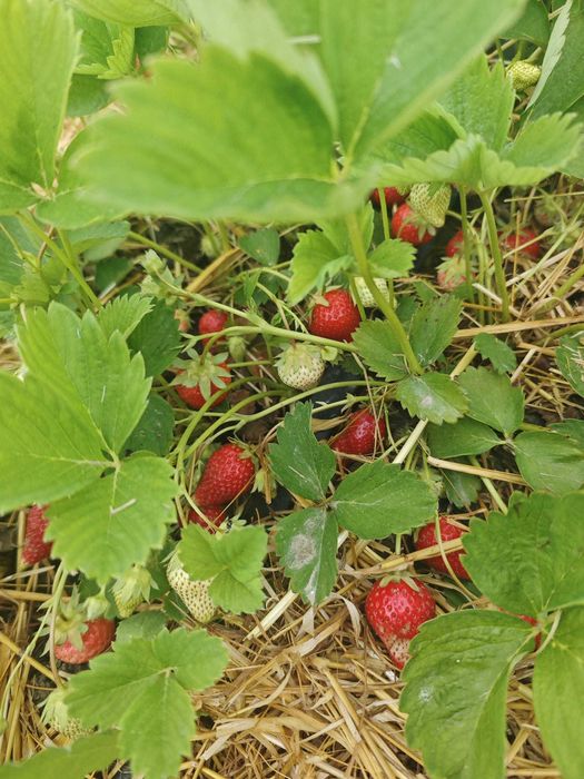 Capsuni Romanesti, proaspete si dulci, fara tratamente - 8 lei / KG