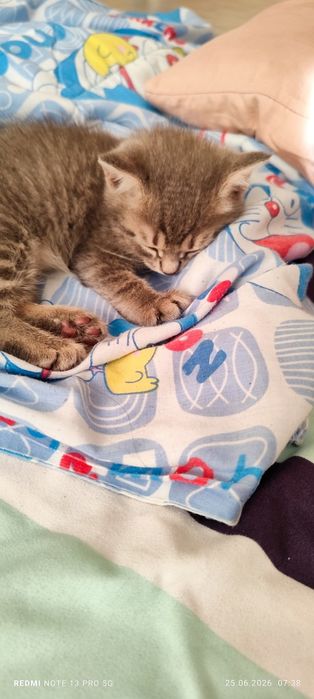 Котенок даром. Бесплатно.