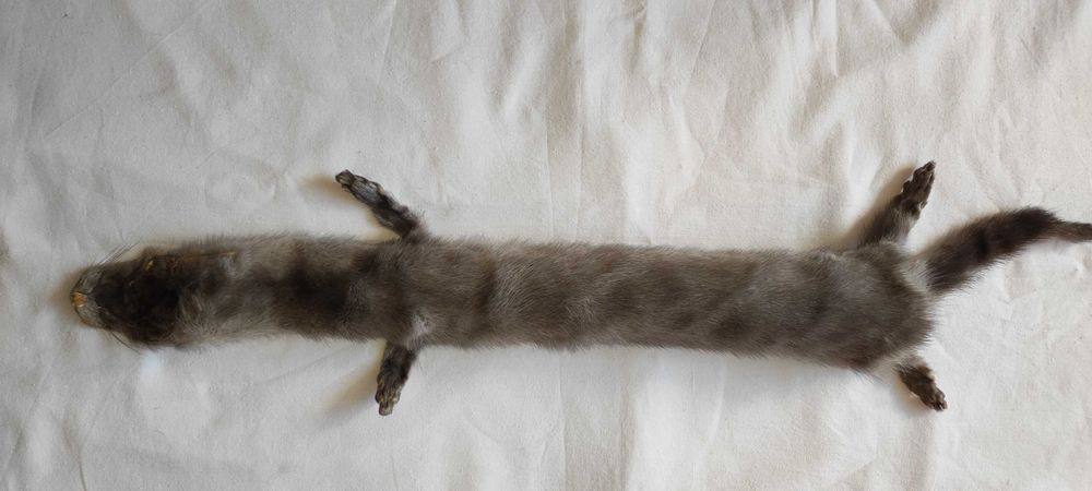 Сива яка от норка