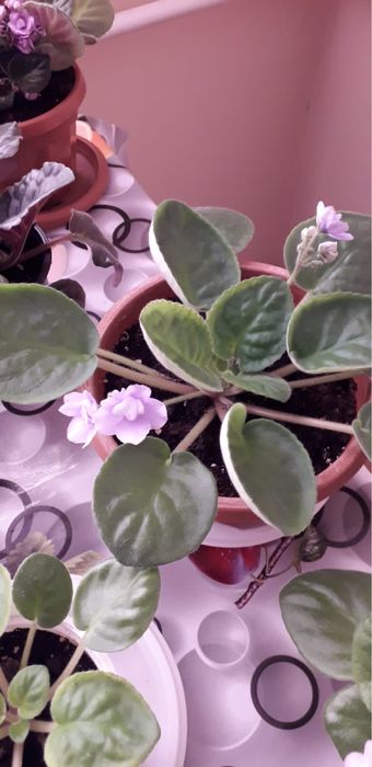 Продам фиалки