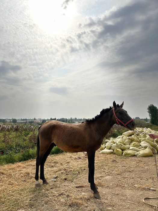 Киргизистон Тойлари