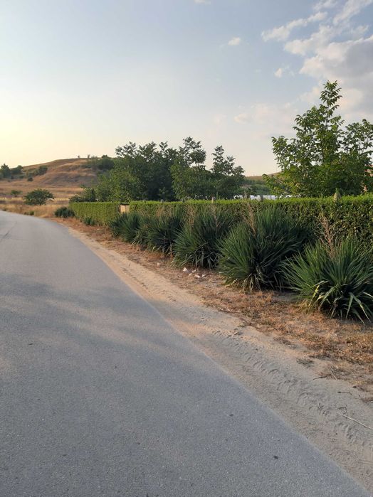 Лигуструм  в саксийки- жив плет