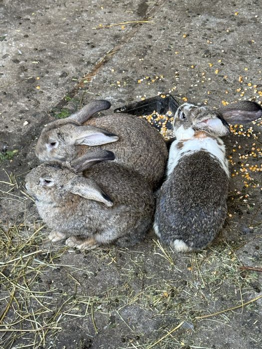 Iepuri medii si mari