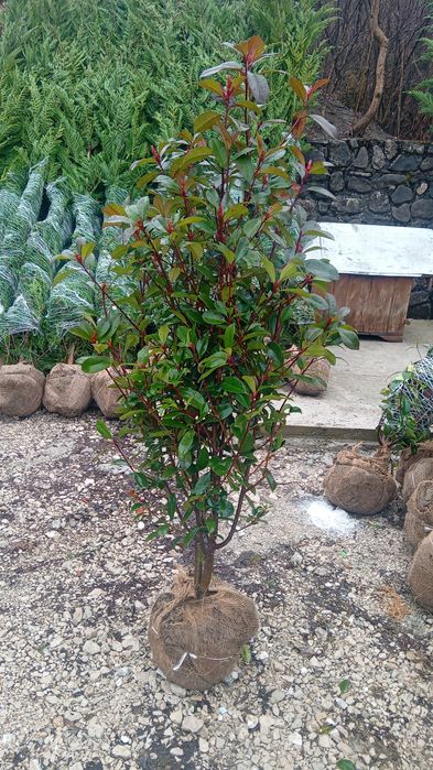 Laur englezesc photinia Red Robin leilandi