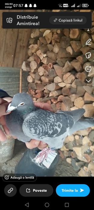 Vând porumbei  voiajori