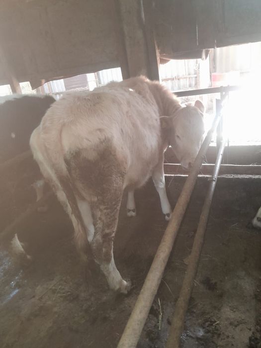 Продаётся жирный тёлка