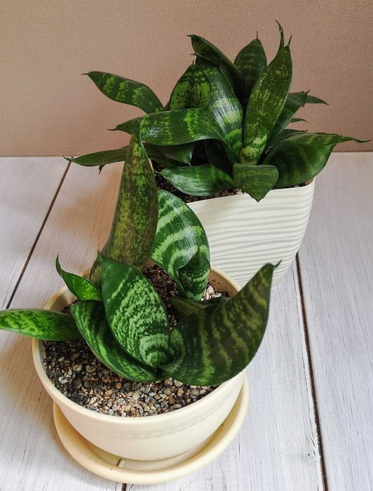 Сансевиерии Алматы