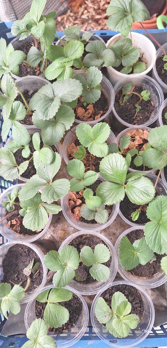 Ягоди Мице Шиндлер разсад пикиран в чашки