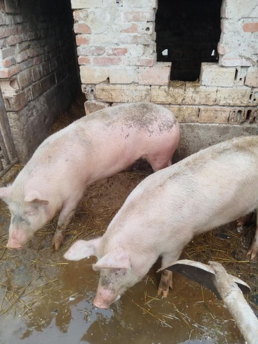 2броя домашни прасета 140 150кг