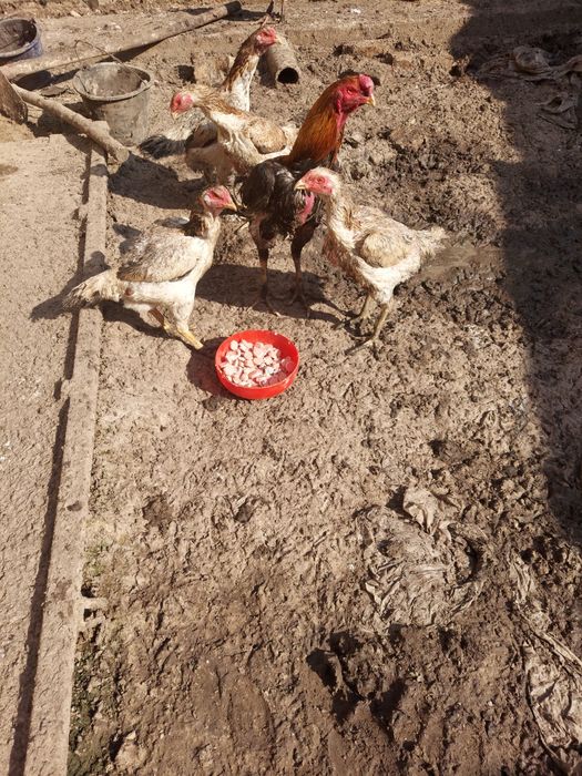 Дакан товукни тухумлари,бостириш учун