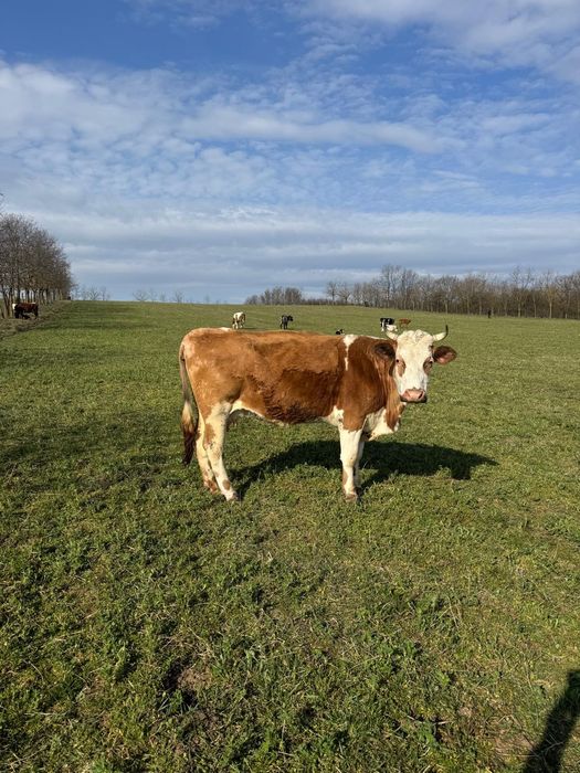 Vând vaca, 6300 Lei