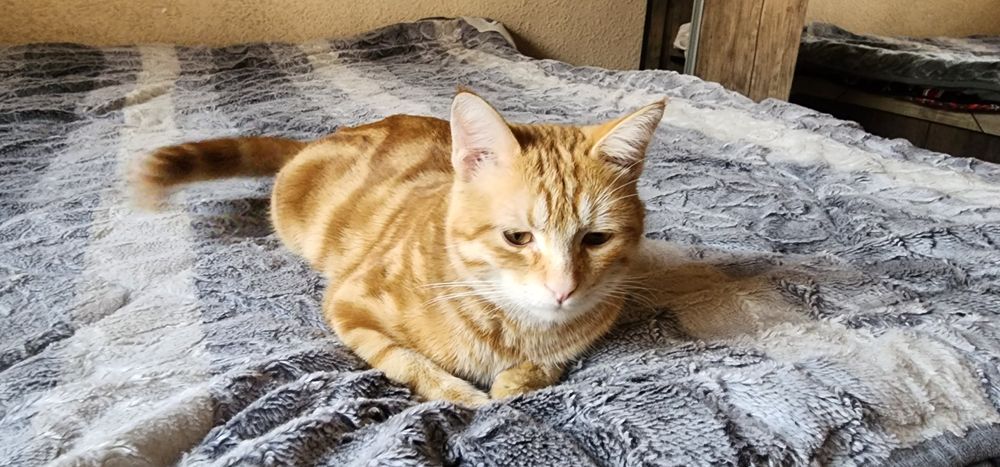 Мушук эркак зотдор соглом бакувват чиройли ва аклли сотилади.