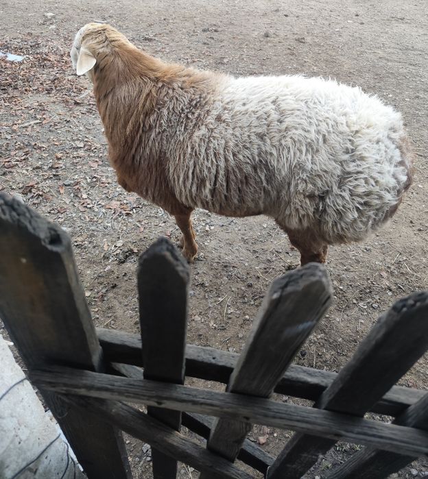 Кошкар, продам кошкара