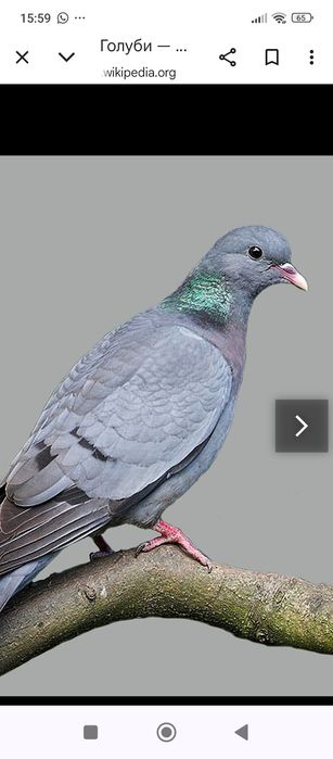 Голуби   дикие .