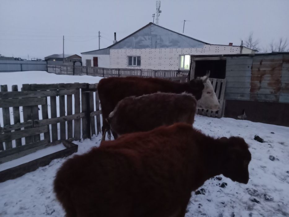 Молочные коровы продается