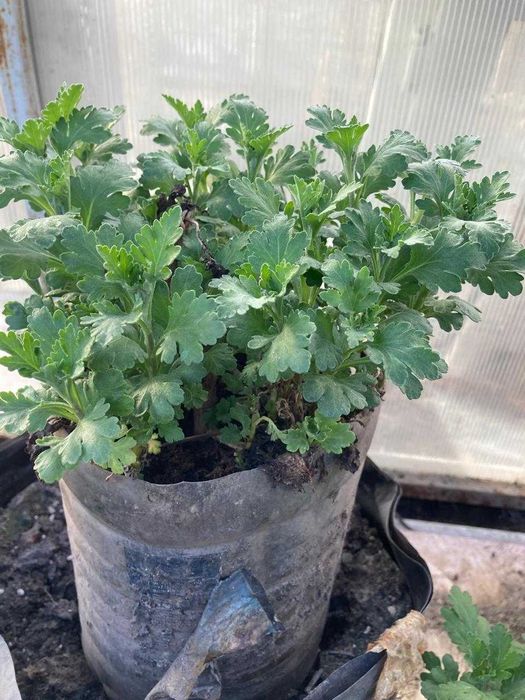 Хризантема (корейская) рассада